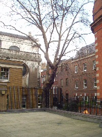 Plane tree at the location of St. Bride's Well
