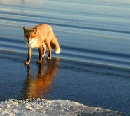 Fox in water
